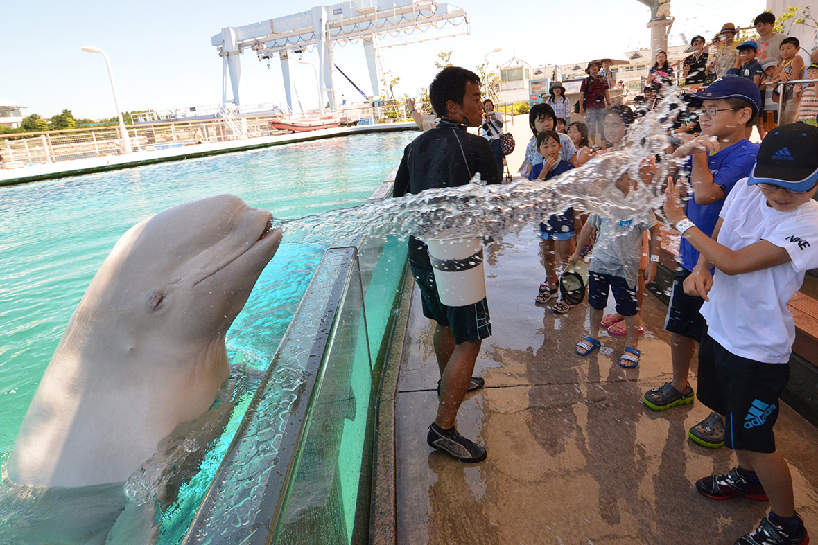 A beluga whale sprays water onto children at the Hakkeijima Sea Paradise aquarium in Yokohama, Japan
