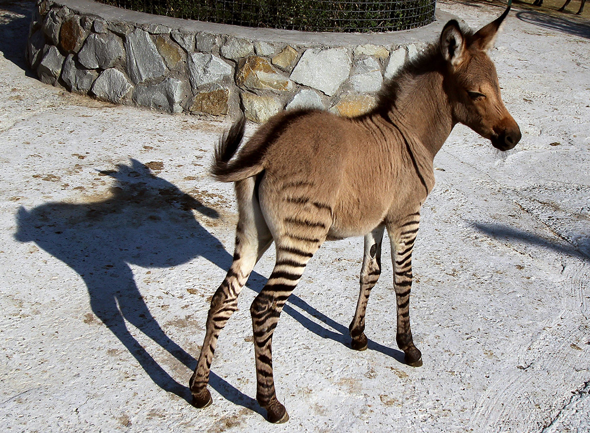 A zonkey – a hybrid born to a zebra mother and a donkey father – stands at the Taigan zoo park outside Simferopol, Crimea. Named Telegraph, he has the head and body of a donkey and the striped legs of a zebra