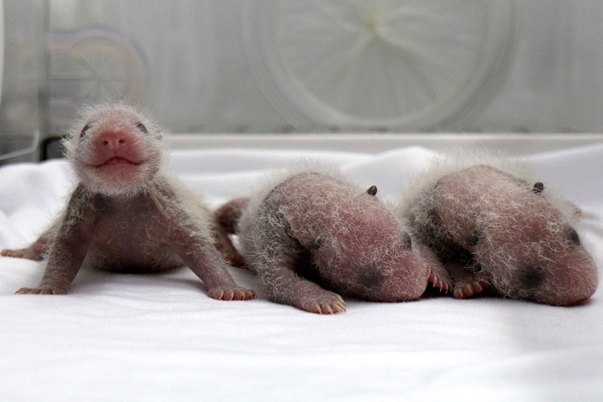 This is the fourth set of giant panda triplets born with the help of artificial insemination in China, and the birth is seen as a miracle due to the low reproduction rate of giant pandas