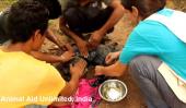PERRO. Los rescatistas le realizaron masajes con aceite vegetal (Captura de video). 