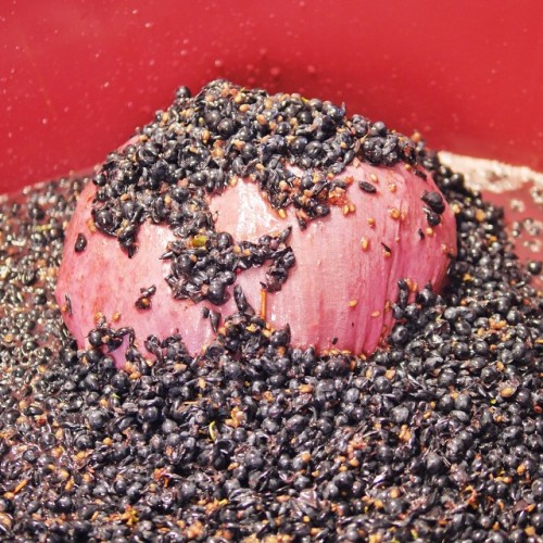 My stalky teabag pokes it’s head up through the vat full of Yarra Valley Cabernet must by Paul Kaan