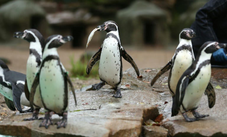 Humboldt penguins enjoy feeding time at their enclosure at the Dortmund Zoo in western Germany on December 1, 2015