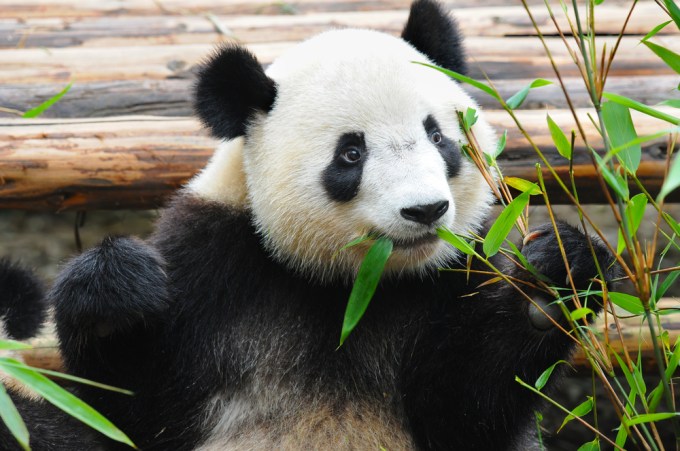shutterstock fat panda eating