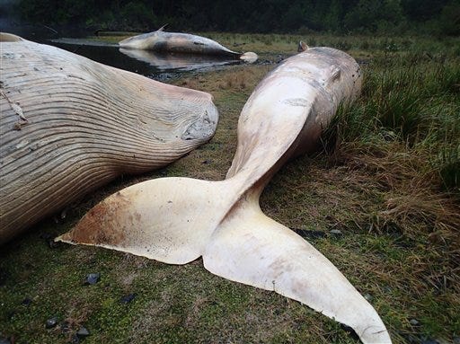 In this photo taken on April 21, 2015, and released on Tuesday, Dec. 1, 2015, by the Huinay Scientific Center, Sei whales lie dead at Caleta Buena, in the southern Aysen region of Chile. The coast of southern Chile has turned into a grave for 337 sei whales that were found beached in what scientists say is one of the biggest whale strandings ever recorded. (Vreni Haussermann/Huinay Scientific Center via AP)