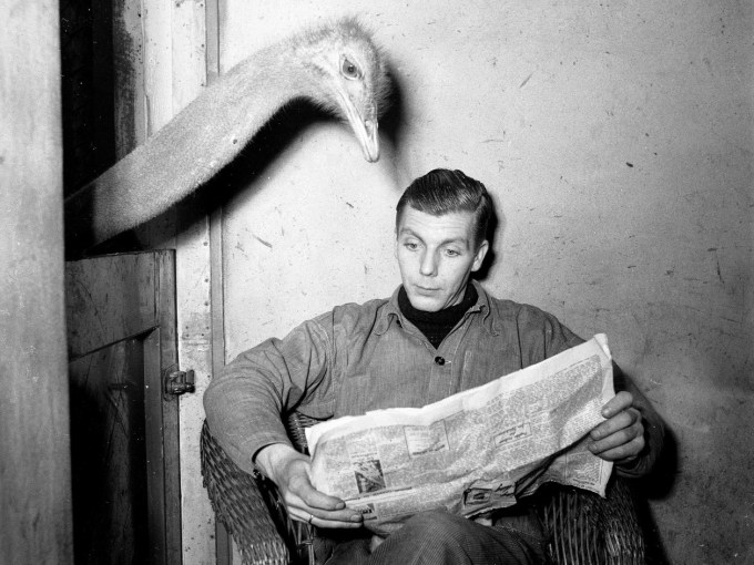 reading newspaper with ostrich