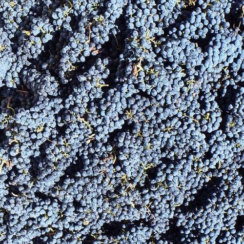 Cabernet is picked - BOOM! by Paul Kaan