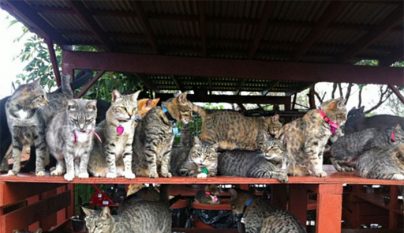 Lanai Cat Sanctuary7