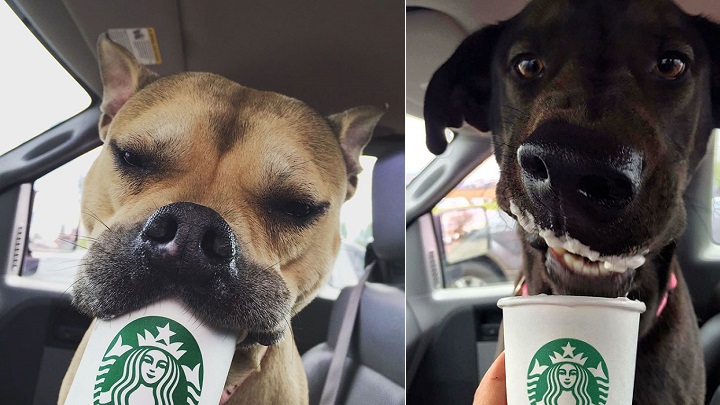 Starbucks perros foto1