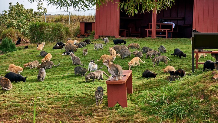 Lanai Cat Sanctuary foto