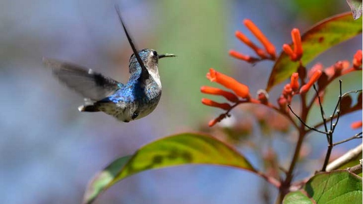 colibri-abeja