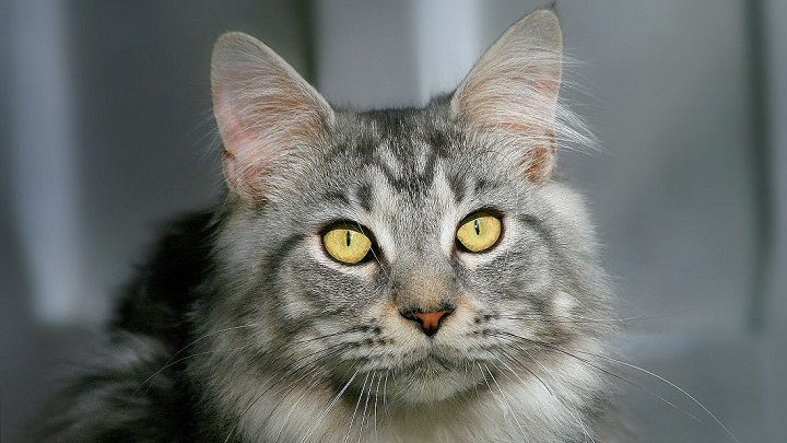 Maine-Coon1