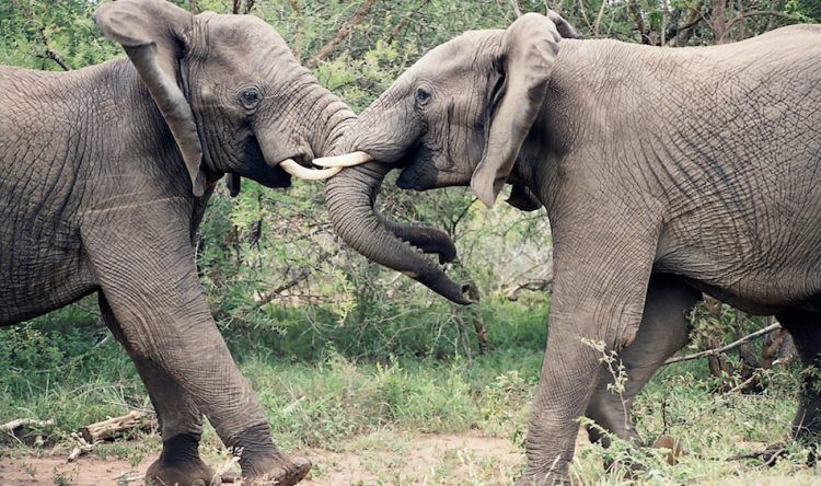elephants-fight-lock-horns