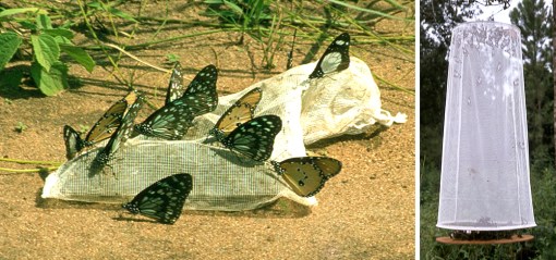 butterflies at PA baits